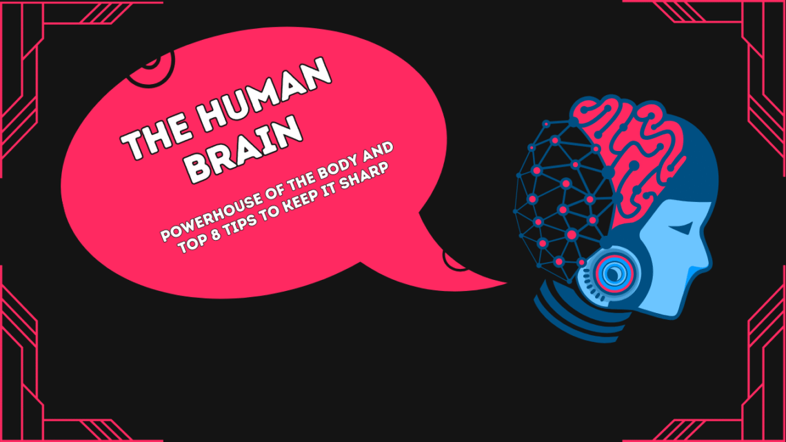 The Human Brain