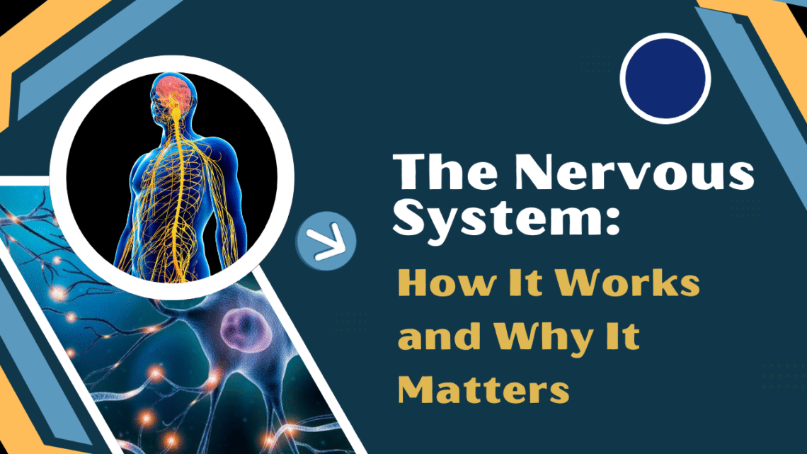 The Nervous System